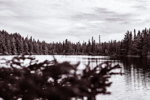 Tiro Tons Cinza Lago Perto Uma Floresta Perene — Fotografia de Stock