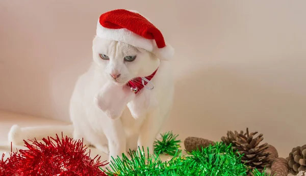 Eine Nahaufnahme Von Weißer Katze Mit Weihnachtsmannmütze Mit Ornamenten Auf — Stockfoto