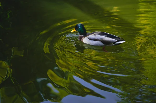 Close Mallard Masculino Bonito Nadando Lagoa — Fotografia de Stock