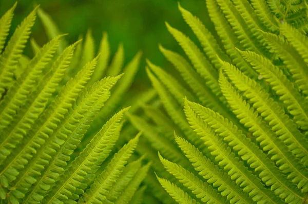 Closeup Shot Green Leafs Texture — Stock Photo, Image