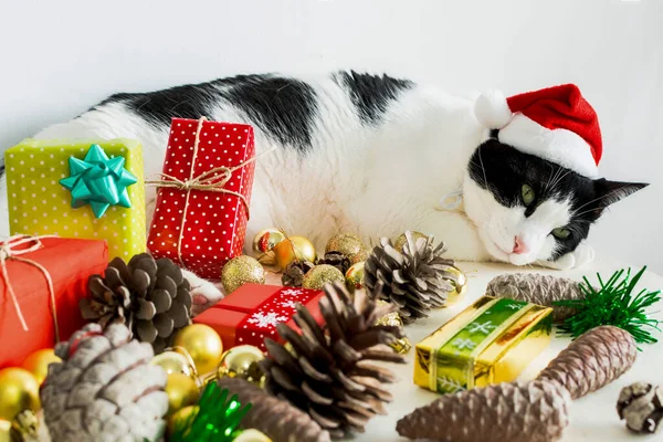 Eine Nahaufnahme Von Weißen Und Schwarzen Katzen Mit Weihnachtsmannmütze Mit — Stockfoto