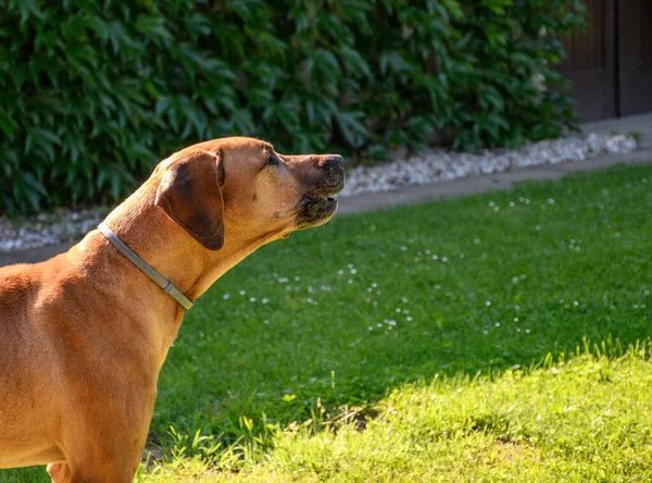 昼間は公園の茶色いテリアの犬 — ストック写真