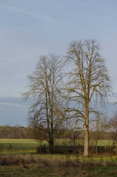 Вертикальный Снимок Деревьев Парке — стоковое фото