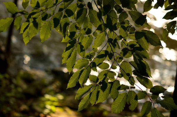 Primer Plano Exuberante Follaje Verde Los Árboles Textura Para Papel — Foto de Stock