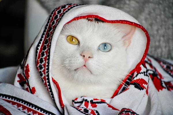 Крупный План Милой Белой Кошки Разными Цветными Глазами — стоковое фото