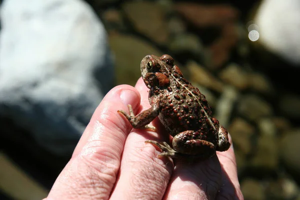 人の手に斑点のある小さなカエルのクローズアップ — ストック写真