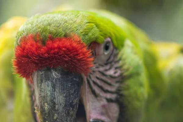 Büyük Yeşil Bir Papağanın Yakın Çekimi — Stok fotoğraf