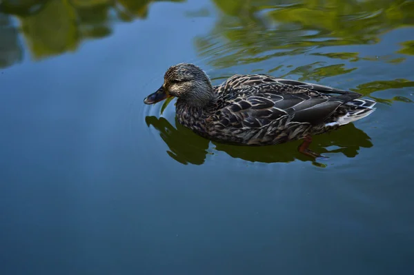 Closeup Cute Female Mallard Swimming Pond — Stock Photo, Image