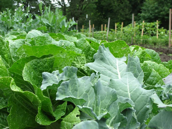 Close Plantas Folhosas Verdes Cultivadas Jardim Fazenda — Fotografia de Stock