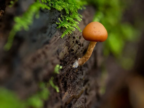 Tiro Close Pequeno Cogumelo Que Cresce Uma Parede — Fotografia de Stock