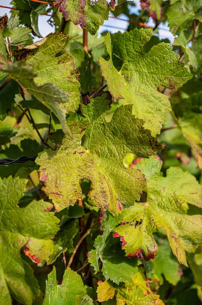 Vertical Shot Grape Leaves Growing Vineyard — Stock Photo, Image