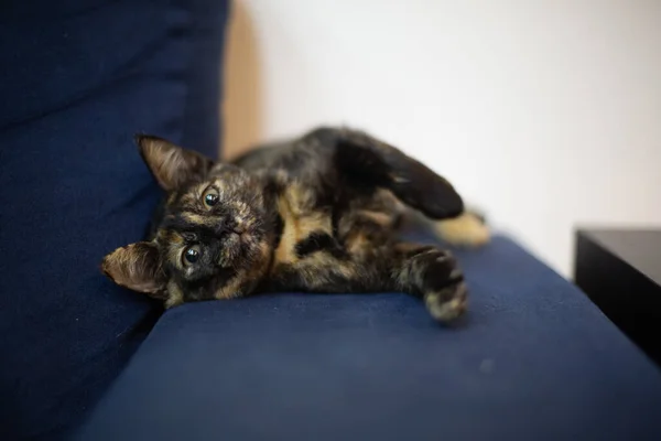 Μια Κοντινή Φωτογραφία Μιας Αξιολάτρευτης Γάτας Ξαπλωμένης Στον Καναπέ — Φωτογραφία Αρχείου