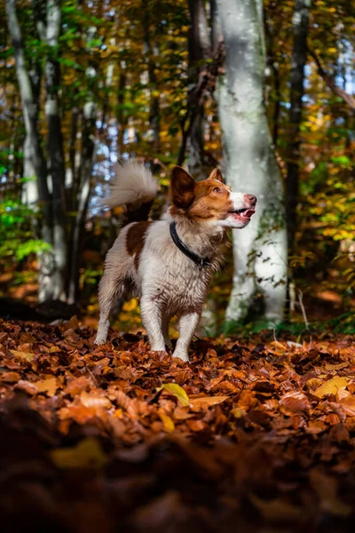 秋の森の中のボーダーコリー犬の垂直ショット — ストック写真