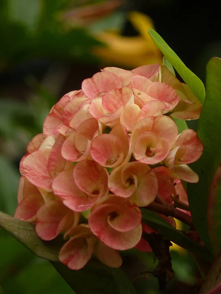 Hermoso Tiro Flor Bojers Spurge También Conocida Como Corona Espinas — Foto de Stock