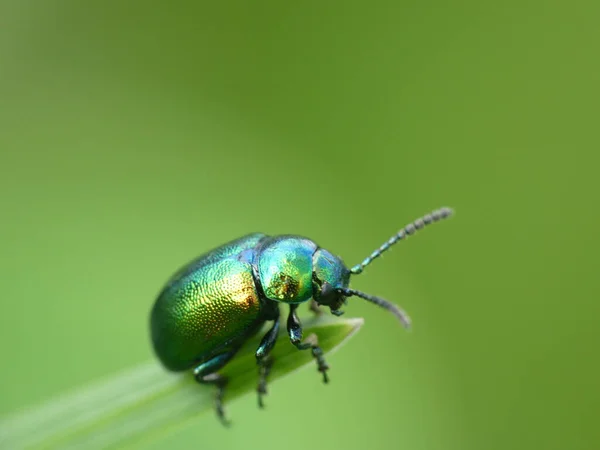 Primer Plano Escarabajo Verde Brillante Punta Una Hoja — Foto de Stock