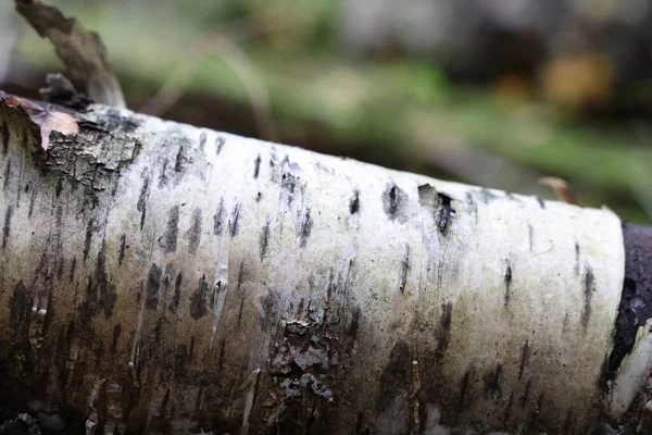 Ένας Πεσμένος Κορμός Σημύδας Ξαπλωμένος Στο Δάσος — Φωτογραφία Αρχείου