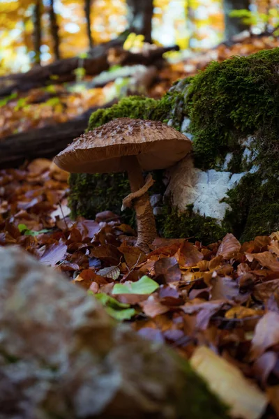 Pionowy Wybiórczy Strzał Ostrości Leśnego Grzyba Jesiennych Liści Ziemi — Zdjęcie stockowe