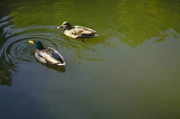 Close Mallards Masculinos Femininos Bonitos Nadando Lago — Fotografia de Stock