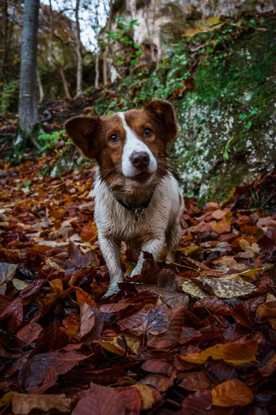 Вертикальный Снимок Собаки Пограничной Колли Осеннем Лесу — стоковое фото