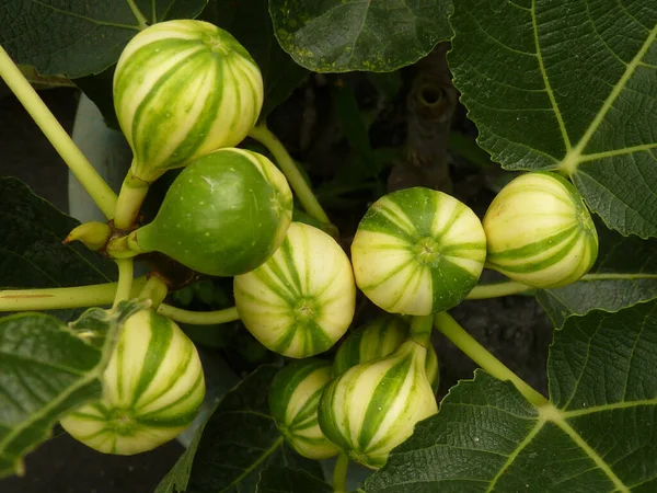 Primer Plano Frutas Higo Rayas Verdes Verano —  Fotos de Stock