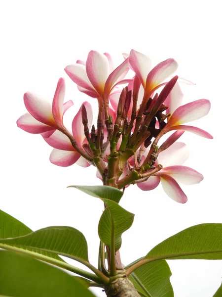 Colpo Verticale Plumeria Rosa Smussato Isolato Sullo Sfondo Bianco — Foto Stock