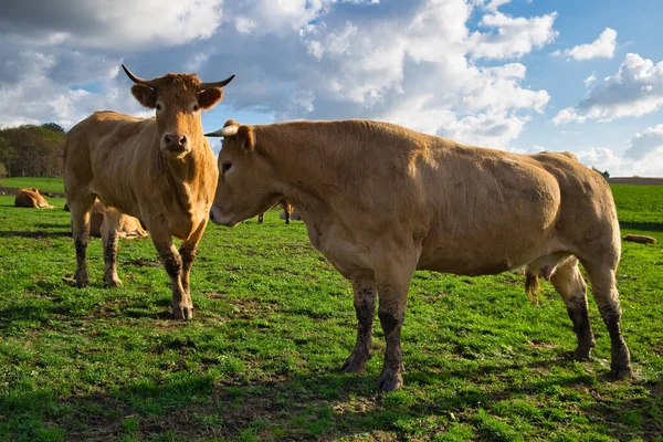 Beautiful View Cows Grazing Meadow — Stock Photo, Image