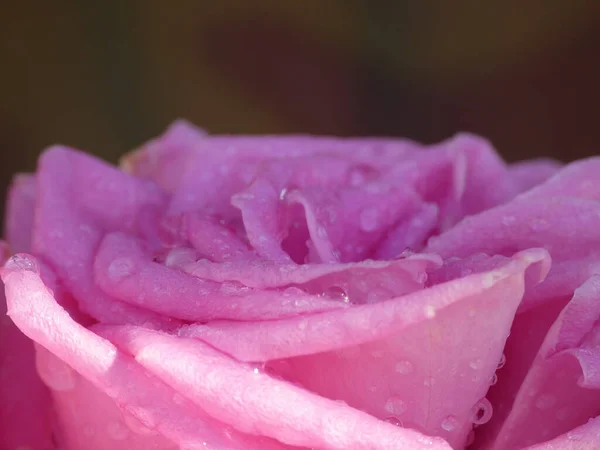 Zbliżenie Ujęcie Niesamowitej Różowej Róży Kroplami Wody Płatkach Deszczu — Zdjęcie stockowe