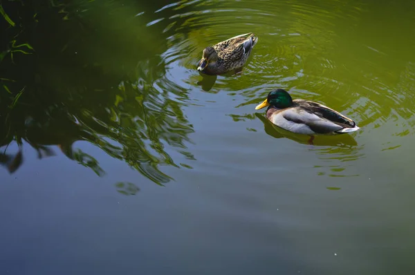 Close Mallards Masculinos Femininos Bonitos Nadando Lago — Fotografia de Stock