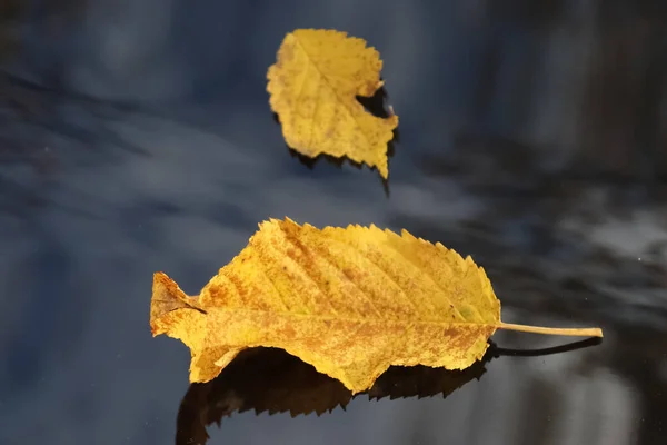 Высокоугольный Снимок Осенних Листьев Поверхности Озера — стоковое фото