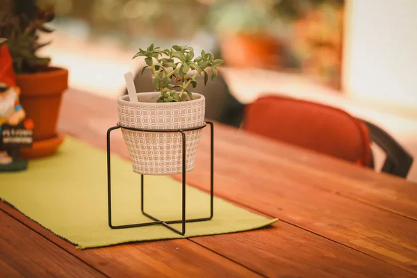 Selective Focus Shot Green Plant Pot Wooden Table — Stock Photo, Image