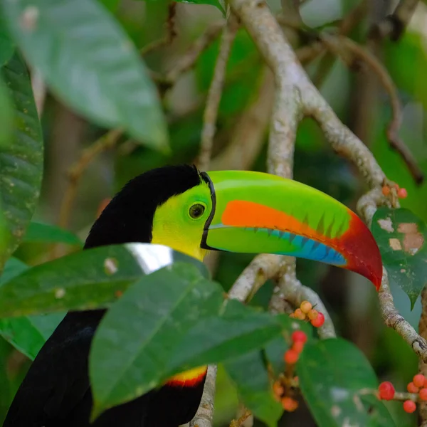 哥斯达黎加Keel Billed Toucan的选择性焦点拍摄 — 图库照片