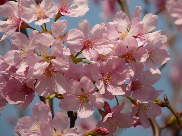 Beautiful Shot Cherry Blossoms Sky Background — Stock Photo, Image