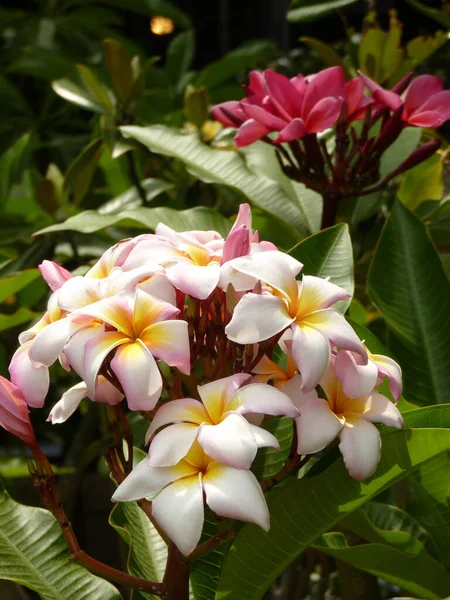 Närbild Vita Plumeria Trubbiga Växer Trädgården — Stockfoto