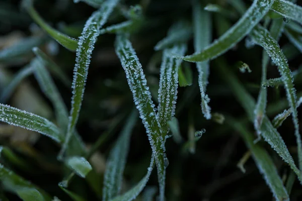 霜の出る草の塊 — ストック写真