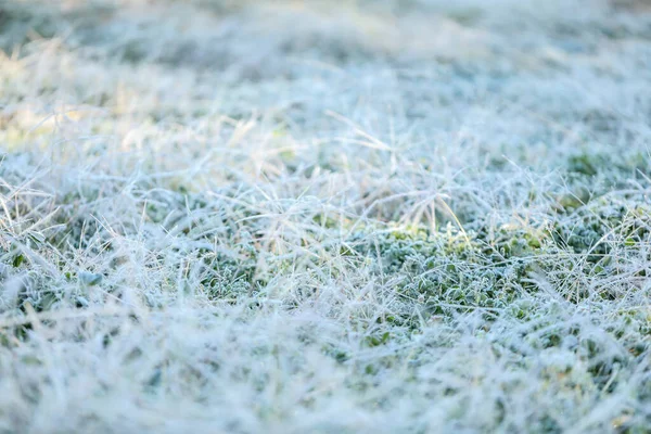 Closeup Frosty Grass — Stock Photo, Image