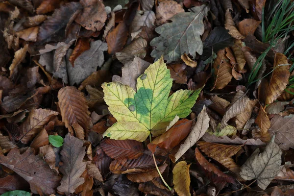 Ein Kopfschuss Eines Gelben Blattes Umgeben Von Braunen Blättern Herbst — Stockfoto