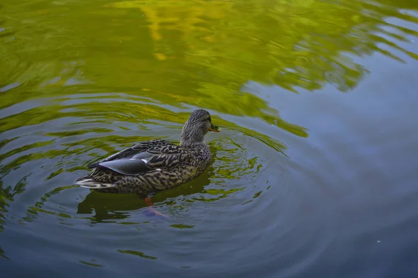 Primer Plano Una Linda Mallard Hembra Nadando Estanque —  Fotos de Stock