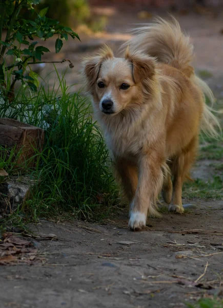 Ett Grunt Fokus Hårig Brun Hund Som Strosar Trädgård — Stockfoto