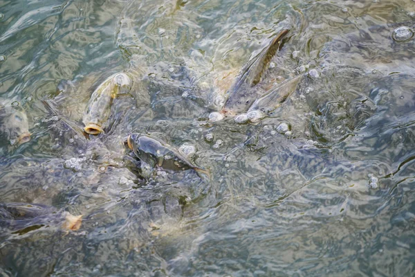 水中の魚のクローズアップショット — ストック写真