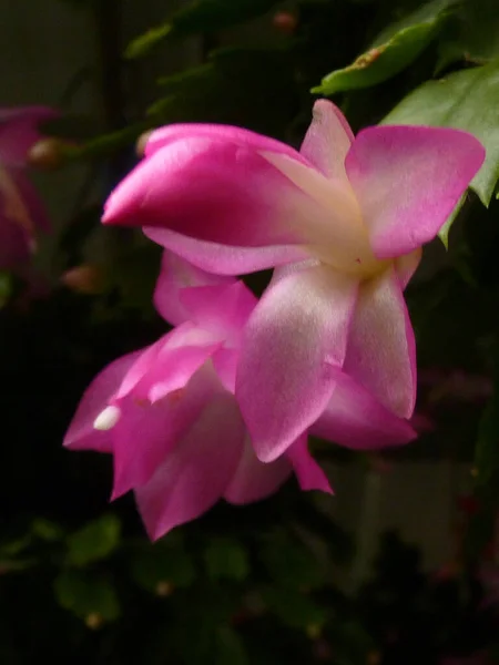 Focus Selettivo Bellissimi Fiori Cactus Rosa Natale Cresciuti Giardino Botanico — Foto Stock