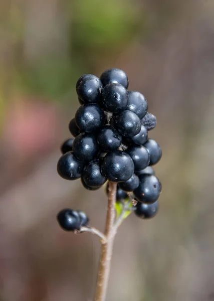 Tiro Close Vertical Ramo Com Ribes Nigrum Fruta — Fotografia de Stock