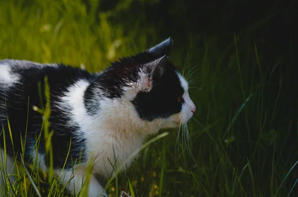 一只好奇的黑白相间的猎猫在绿草背景上的特写 — 图库照片