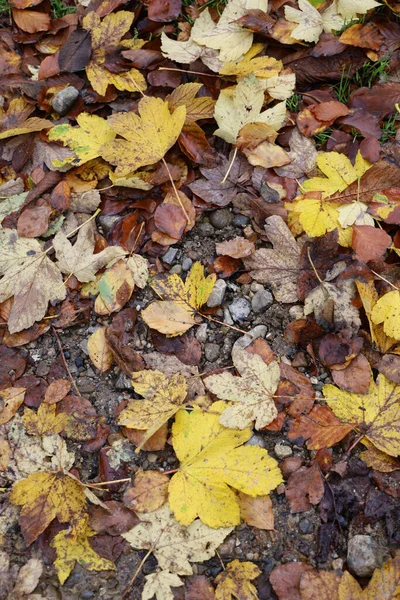 Closeup Vertical Shot Fallen Autumn Maple Leaves Wet Rocky Ground — Stock Photo, Image