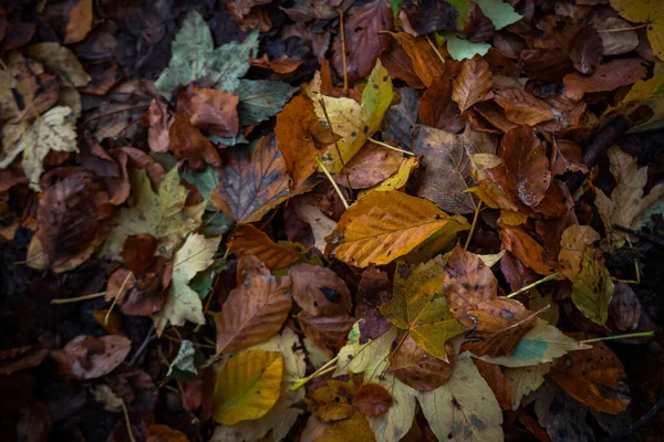 Een Close Shot Van Kleurrijke Herfstbladeren Grond — Stockfoto