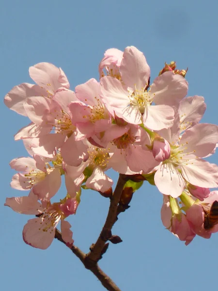 桜のフォーカスショットを選択します — ストック写真