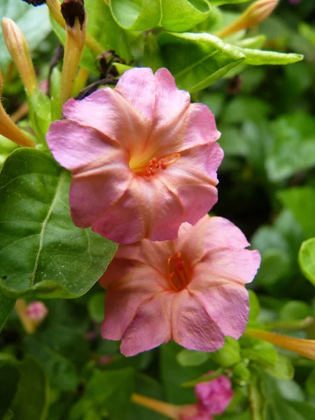 Tiro Vertical Das Flores Rosa Petúnia Crescendo Jardim — Fotografia de Stock