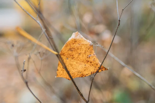 Eine Selektive Fokusaufnahme Eines Herbstblattes — Stockfoto