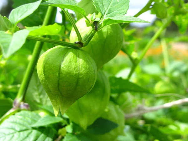 Tiro Enfoque Seleccionado Una Planta Crecimiento Verde Jardín —  Fotos de Stock