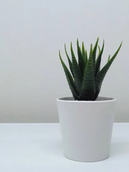 Gambar Vertikal Dari Tanaman Aloe Dalam Pot Putih Pada Latar — Stok Foto