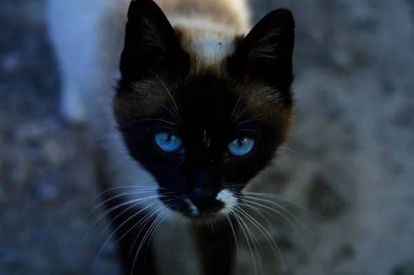 カメラを覗き込む猫の高角度ショット — ストック写真